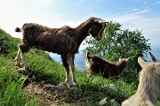 Spettacolo di narcisi e di amici sul Linzone (1392 m) il 12 maggio 2018 - FOTOGALLERY